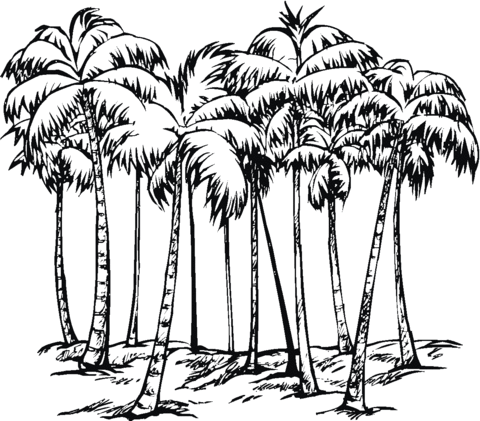 Some Of Coconut Palms Coloring Page